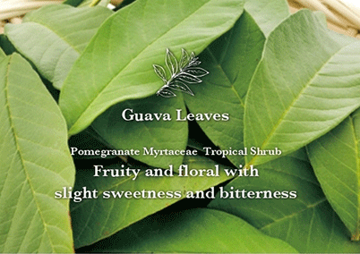 Guava Leaves